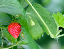 fraise feuilles rio