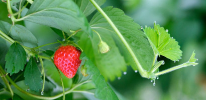 fraise feuilles rio