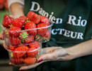 fraises damien apolline rio