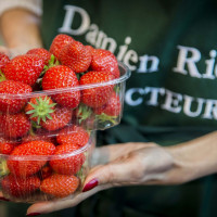 fraises damien apolline rio