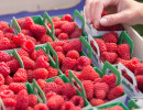 framboises damien apolline rio