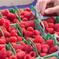 framboises damien apolline rio