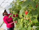 framboises damien apolline rio