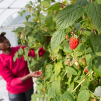 framboises damien apolline rio