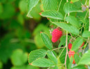 framboises damien apolline rio