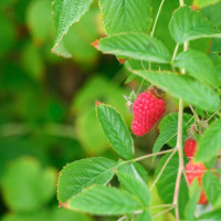 framboises damien apolline rio