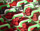 framboises damien apolline rio
