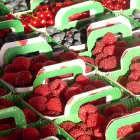 framboises damien apolline rio