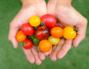 tomates cerises damien apolline rio