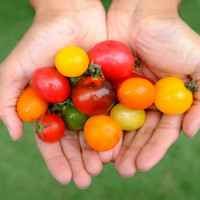tomates cerises damien apolline rio