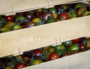 tomates cerises damien apolline rio