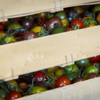 tomates cerises damien apolline rio