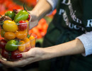 tomates cerises damien apolline rio