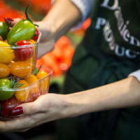 tomates cerises damien apolline rio